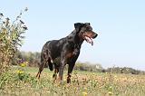 BEAUCERON 141